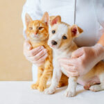 orange cat and dog at the vet