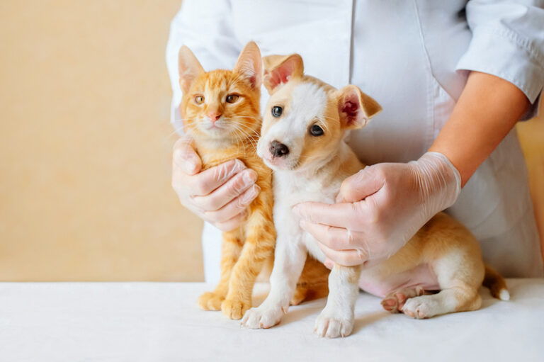 Pet Insurance 101 What is Pet Insurance?