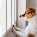 Dog staring out house window