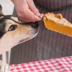 dog eating thanksgiving pumpkin pie